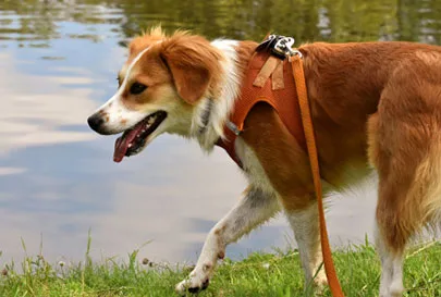 Tierlieb Joint Friend Dog Capsules