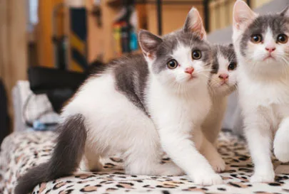 Tierlieb BARF Additive for dogs and cats