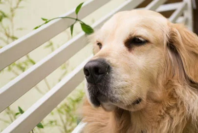 Tierlieb Collagen Powder for dogs and cats