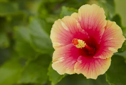 Organic Hibiscus Flower Tea